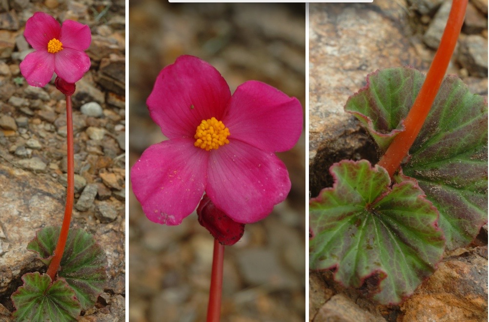 B. barborkae